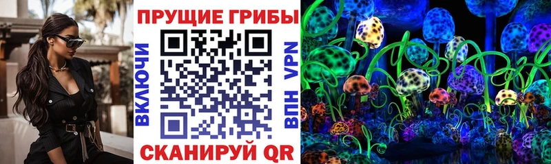 купить наркотик Ахтубинск Псилоцибиновые грибы мицелий